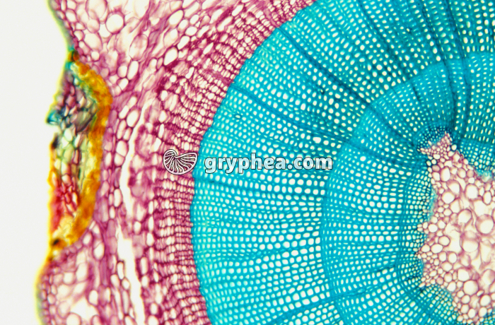 Tige de Sapin jeune CT x25 - gryphea.com